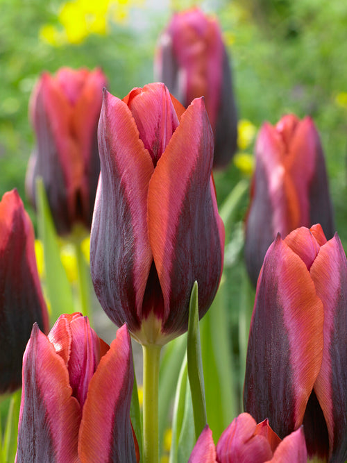 Dunkelpurpurne Tulpenblüte