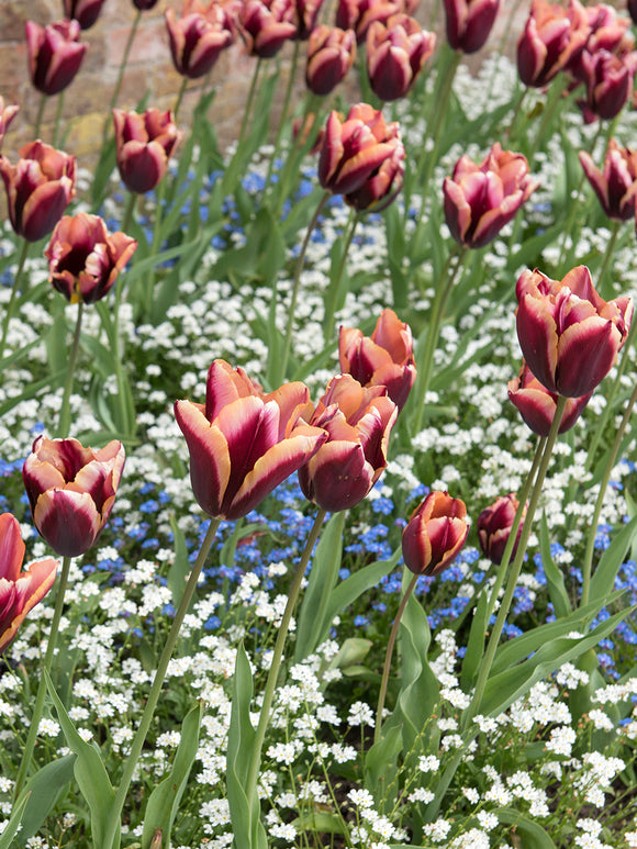 Tulpe ‘Slawa’ als Schnittblume