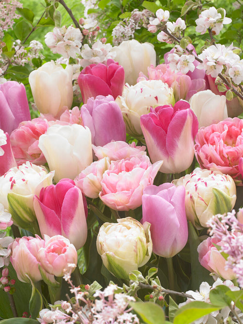 Tulpe Spring Romance Kollection