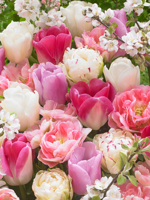 Tulpe Spring Romance Kollection kaufen