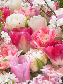 Tulpe Spring Romance Kollektion