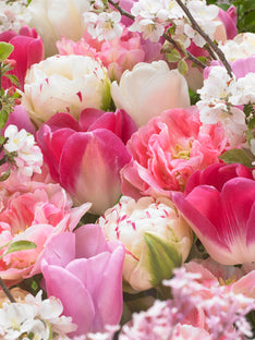 Tulpe Spring Romance Kollektion