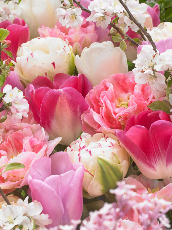 Tulpe Spring Romance Kollection