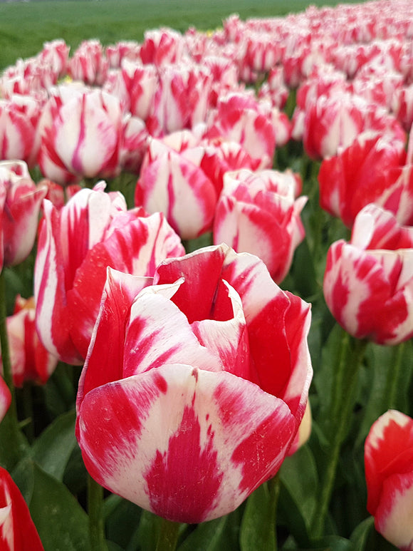 Tulpe Spryng Rembrandt