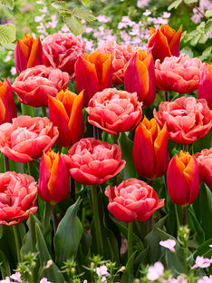 Tulpenkollektion Sunset Glow
