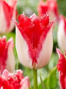 Tulpe Sweet Paradise