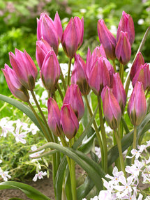 Tulpe Violetta