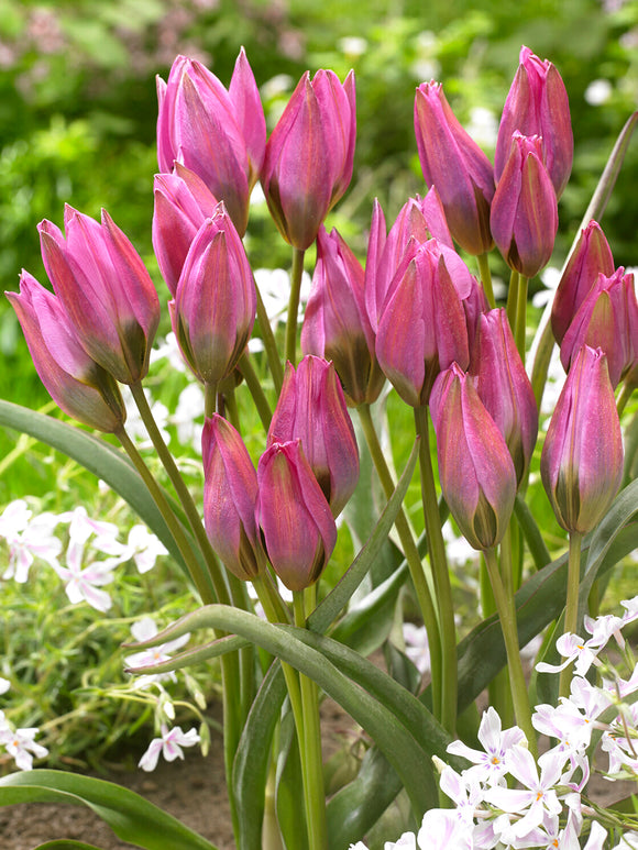 Tulpe Violetta mit sternförmigen rosafarbenen Blüten