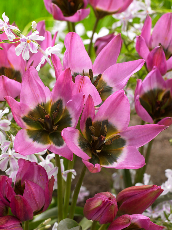 Botanische Tulpe Violetta mit dunklem violettem Blütenzentrum