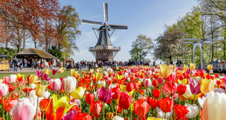 Keukenhof und DutchGrown Blumenzwiebeln
