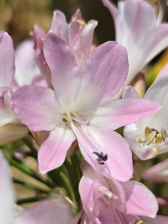 rosa Afrikanische Schmucklilie Agapanthus