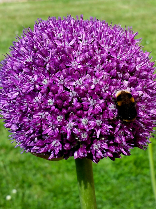Allium Ambassador (Zierlauch)