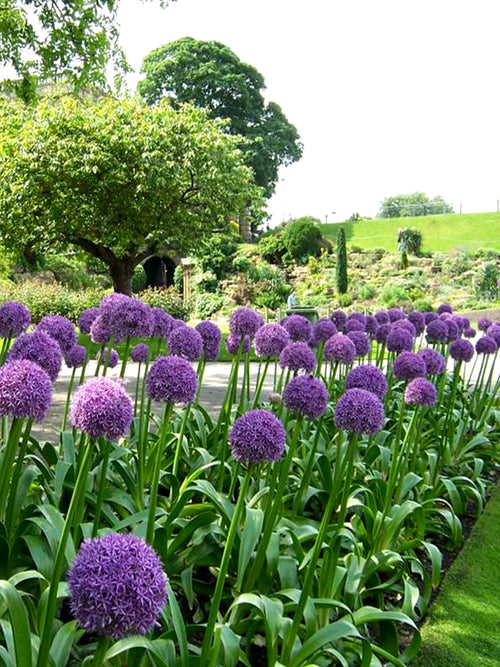 Allium Ambassador (Zierlauch) Blumenzwiebeln Kaufen