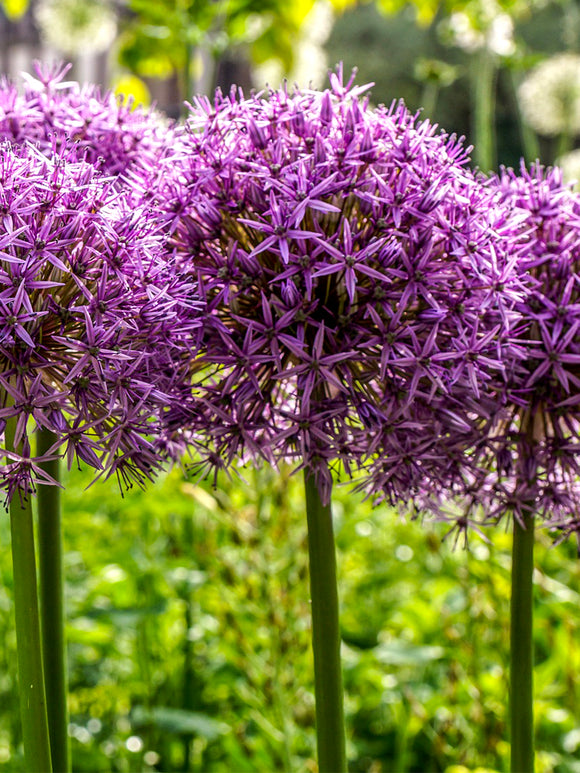 Allium Ambassador (Zierlauch) Bestellen aus Holland