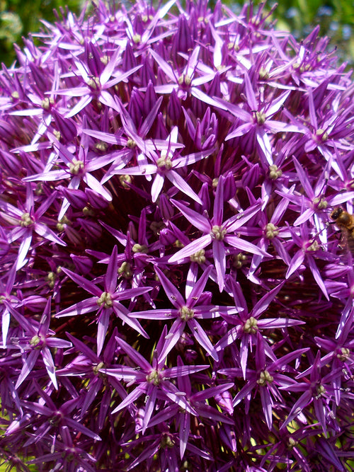 Allium Ambassador (Zierlauch) Bestellen