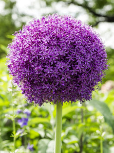 Allium Ambassador (Zierlauch)
