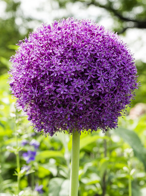 Allium Ambassador (Zierlauch) Bestellen