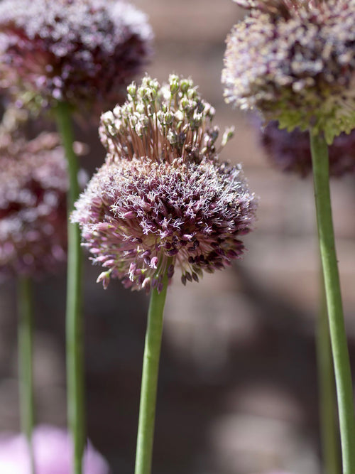 Allium Forelock (Zierlauch) bestellen aus Holland
