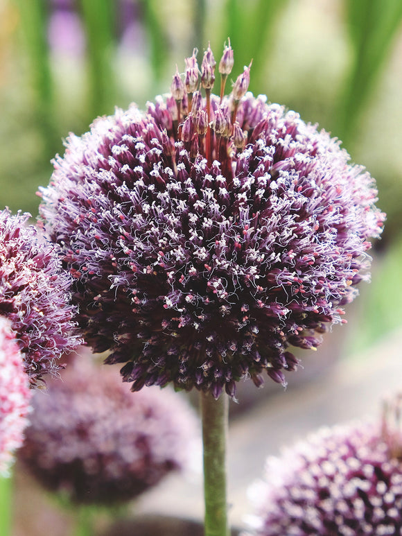 Allium Forelock (Zierlauch) kaufen