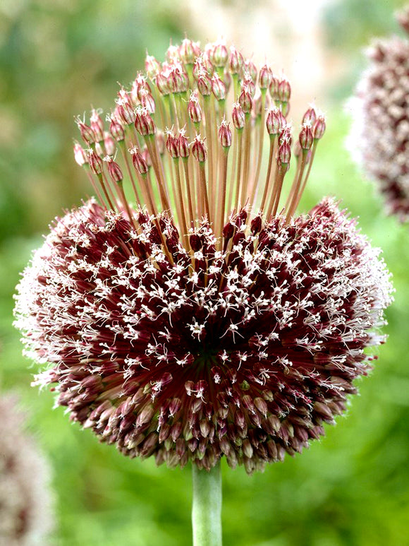 Allium Forelock (Zierlauch)