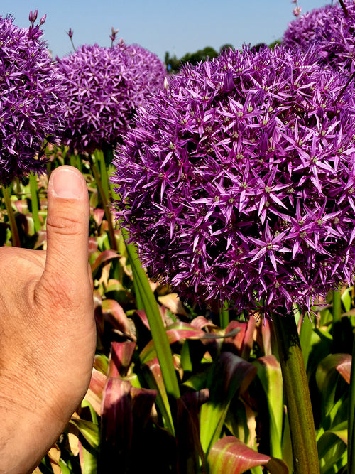 Allium 'Globemaster' (Zierlauch) kaufen