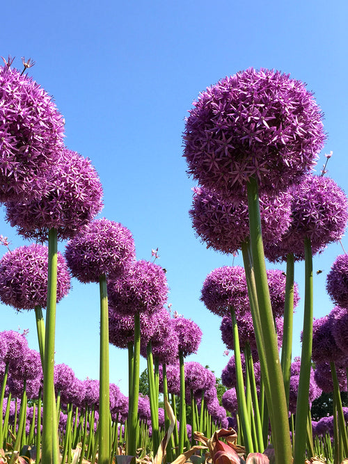Allium 'Globemaster' (Zierlauch) bestellen