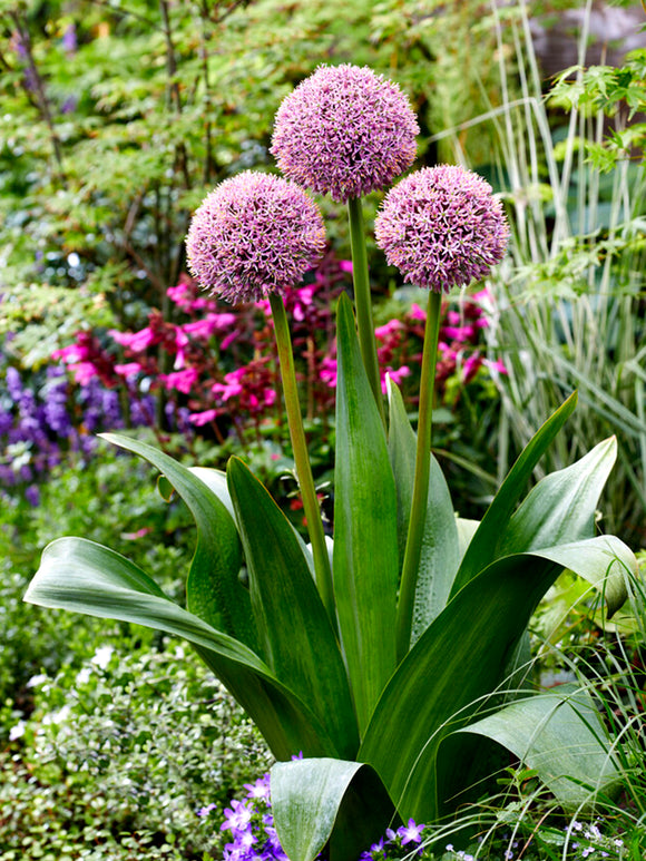 Allium Lucky Ballons kaufen