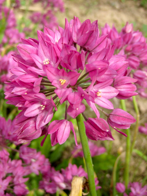 Allium Ostrowskianum (Zierlauch)