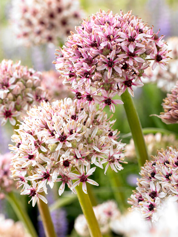 Allium Red Eye Zierlauch