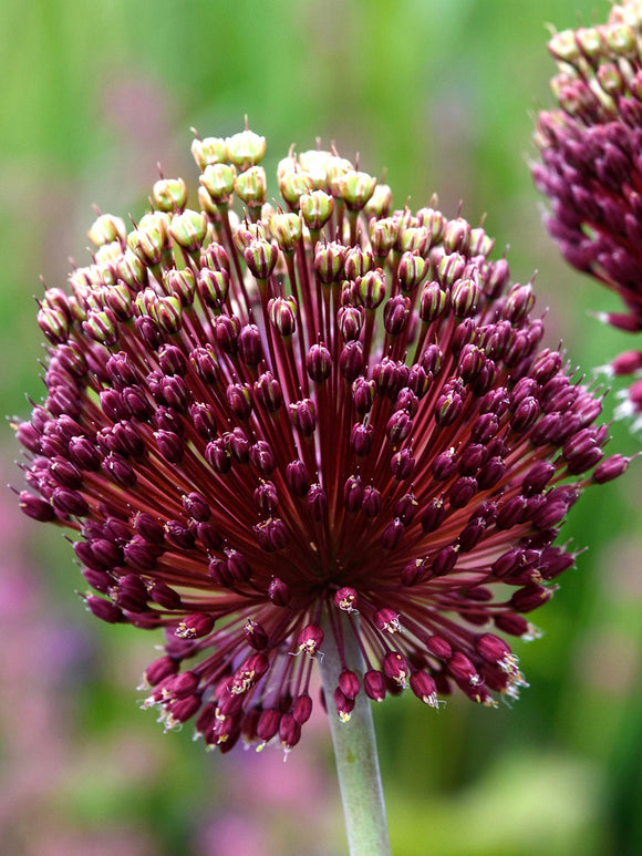 Allium Red Mohican (Zierlauch) Bestellen
