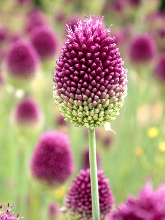 Allium sphaerocephalon (Kugelköpfiger Lauch) kaufen