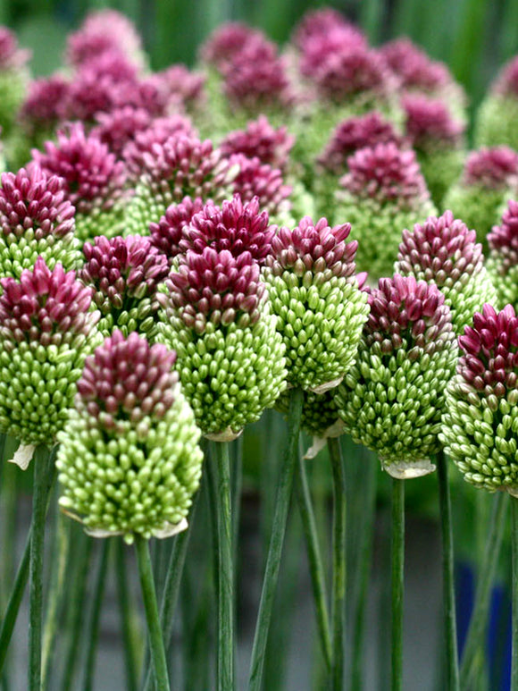 Allium Sphaerocephalon Online Bestellen - Blumenzwiebeln