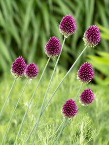 Allium Sphaerocephalon (Kugelköpfiger Lauch)