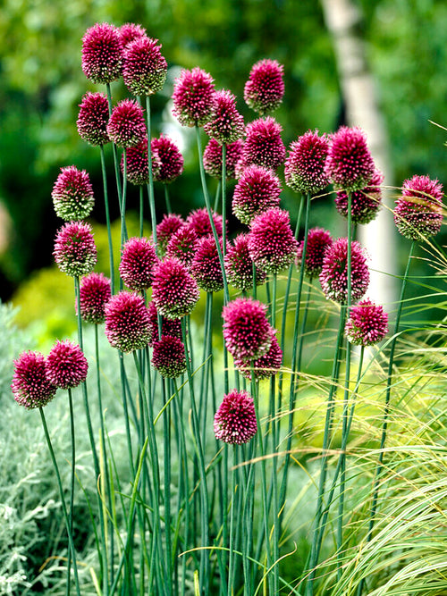 Allium sphaerocephalon (Kugelköpfiger Lauch) bestellen