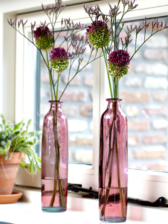 Allium sphaerocephalon (Kugelköpfiger Lauch) bestellen