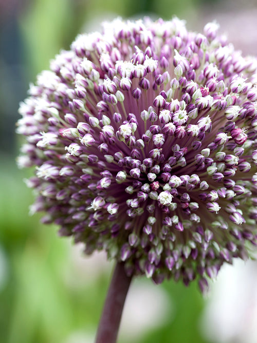 Allium Summer Drummer Zierlauch