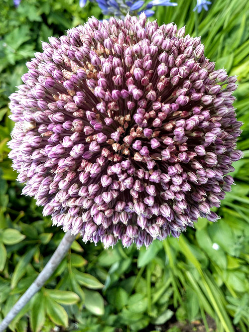 Allium Summer Drummer Zierlauch