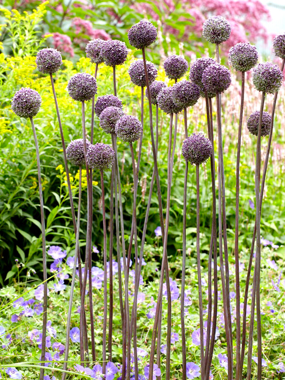 Allium Summer Drummer Zierlauch