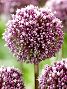 Allium Summer Drummer (Zierlauch)