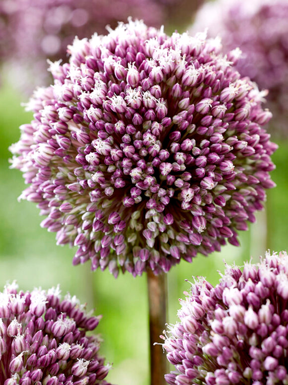 Allium Summer Drummer Zierlauch