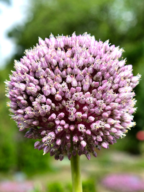 Allium Summer Drummer Zierlauch