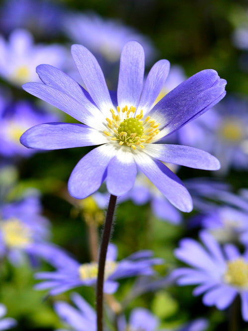 Anemone blanda 'Blue Shades', Strahlen-Anemone