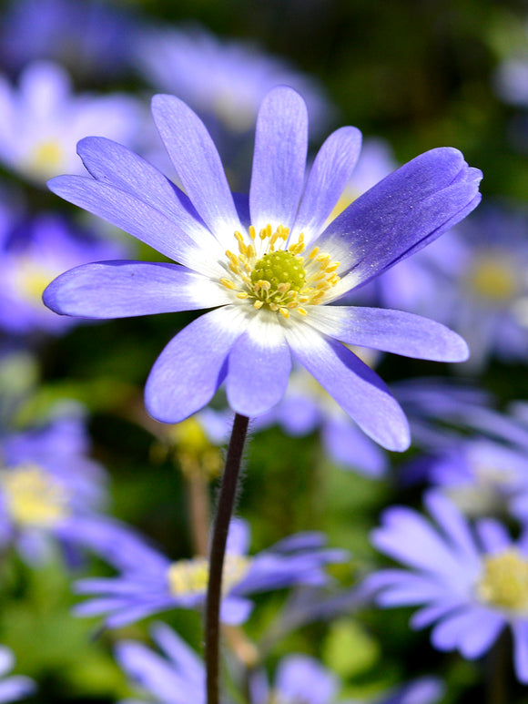 Anemone blanda 'Blue Shades', Strahlen-Anemone