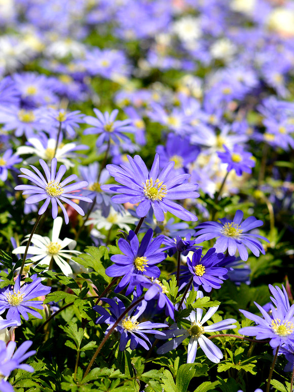 Balkan-Windröschen Anemone Blanda Blue Shades
