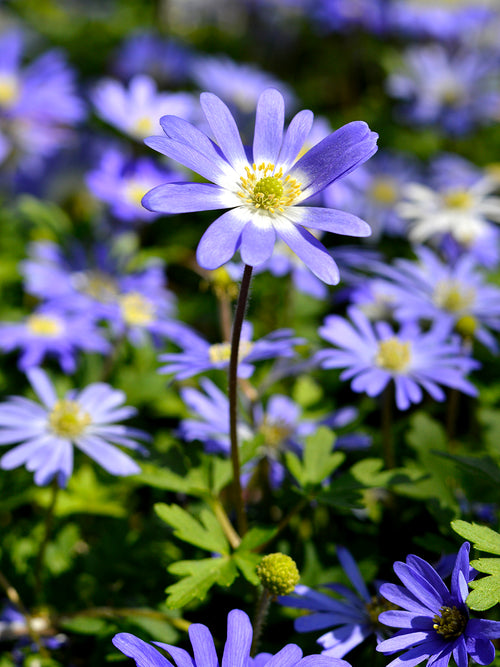 Anemone blanda 'Blue Shades' Balkan-Windröschen