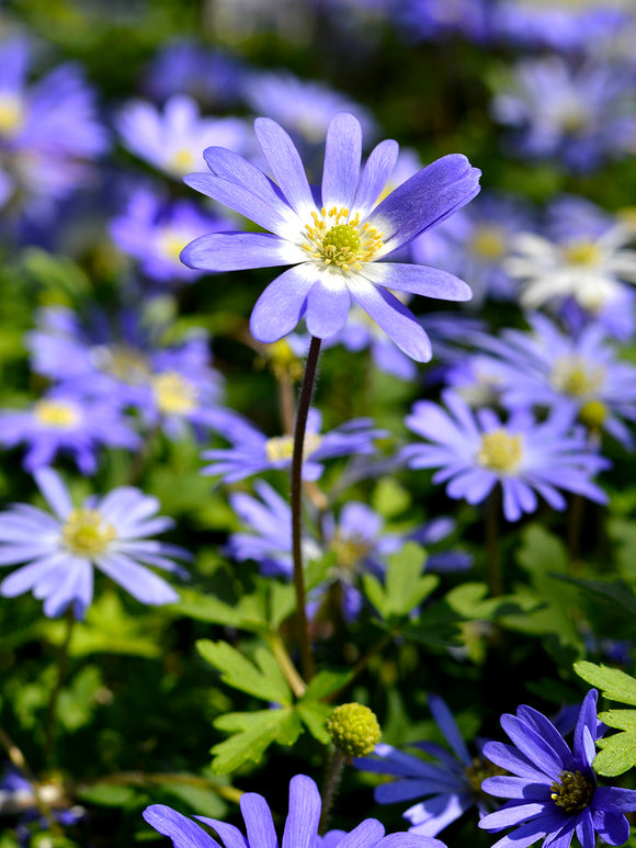 Anemone blanda 'Blue Shades' Balkan-Windröschen