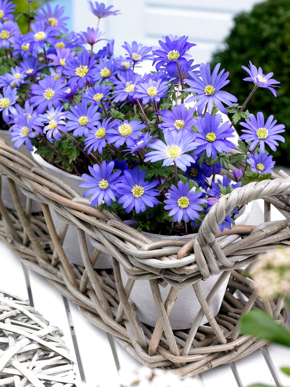 'Blue Shades' Strahlen-Anemone Blumenzwiebeln