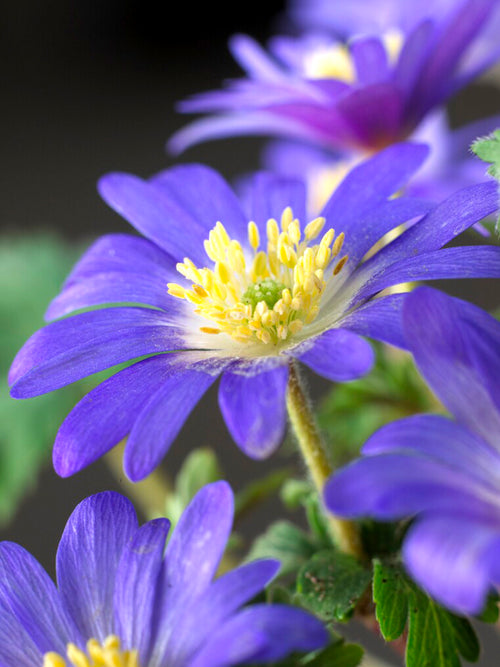 'Blue Shades' Strahlen-Anemone Blumenzwiebeln