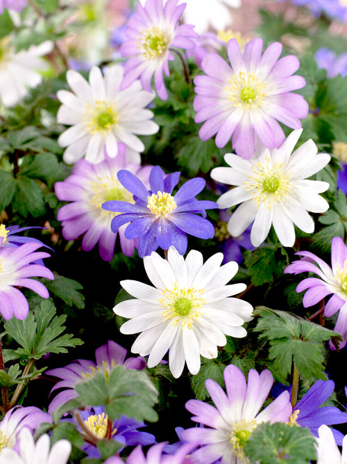 Anemone blanda Mischung bestellen aus Holland