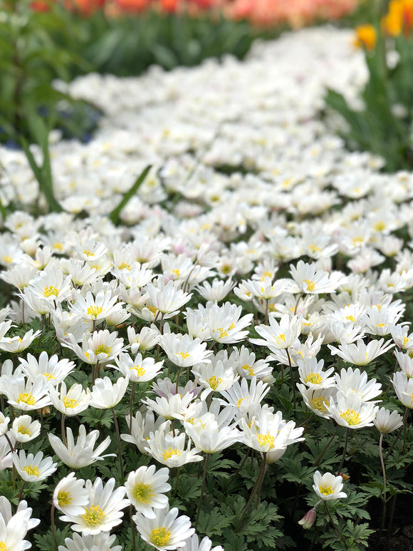 Balkan Windröschen - Anemone blanda White Splendour günstig online kaufen